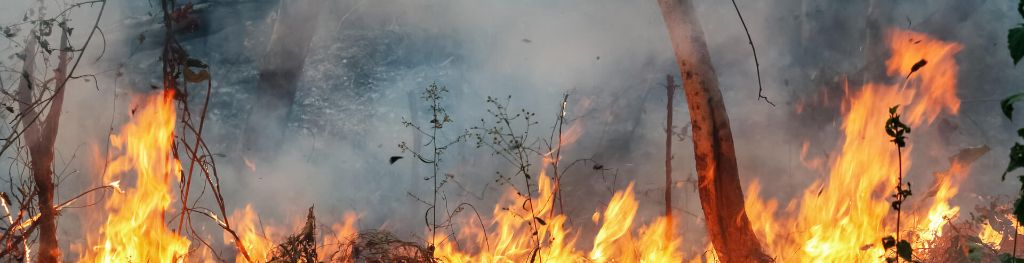 Smoke and fire sweeping across the Amazon forest