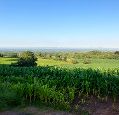Crops in a field with clear blue sky