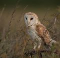 a barn owl (cream and light brown coloured feather robe, heart-shaped light face) sitting in a field between high grass