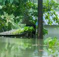A dwelling in Kerala almost submerged in floods, green tree tops coming out of the water