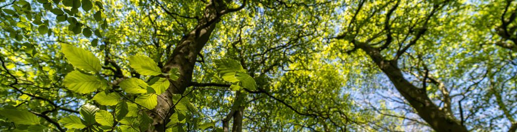 Looking up into a leafy tree canopy