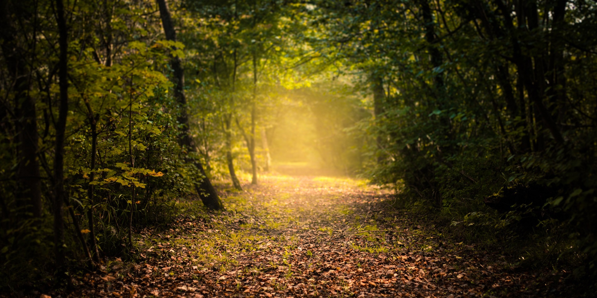 Autumn leaves covering a woodland track.