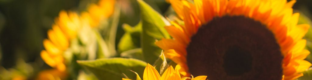 Sunflowers in the sunshine. Photo Patrick Fore