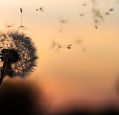Dandelion clock blowing in the wind