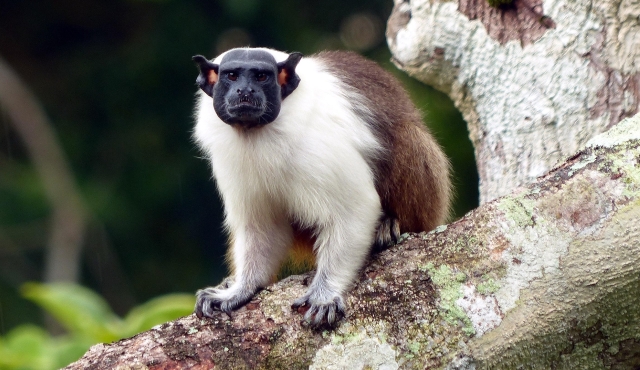 Pied tamarin sitting in a tree looking at the camera with a blurred background.